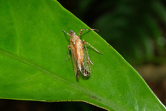 Orthopagus splendens