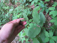 Cypripedium reginae