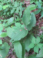 Cypripedium reginae