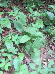 Cypripedium reginae