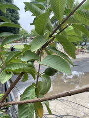 Psidium guajava