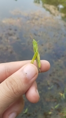 Stenacris vitreipennis