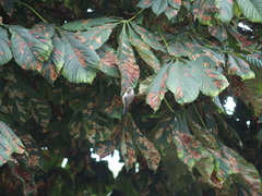 Aesculus hippocastanum