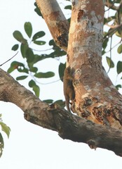 Callosciurus notatus