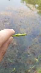 Stenacris vitreipennis