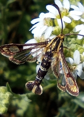 Chamaesphecia astatiformis