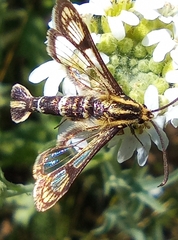 Chamaesphecia astatiformis
