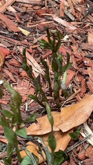 Triphora gentianoides