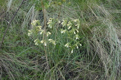 Onosma simplicissima
