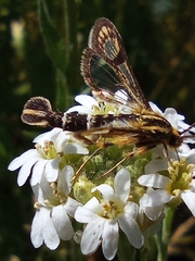 Chamaesphecia astatiformis