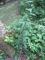Silphium asperrimum