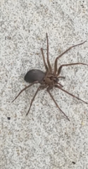Loxosceles reclusa