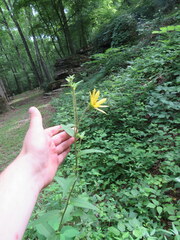 Silphium asperrimum