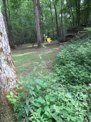 Silphium asperrimum