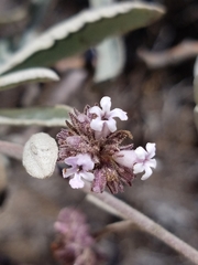 Eriodictyon traskiae traskiae