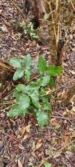 Knowltonia vesicatoria
