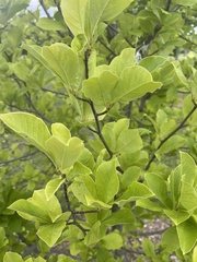 Magnolia loebneri