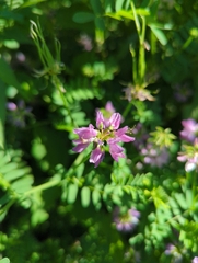 Securigera varia