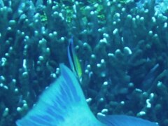 Labroides dimidiatus