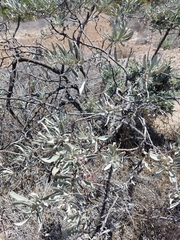 Eriodictyon traskiae traskiae