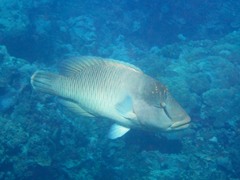 Napoleon Wrasse