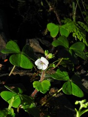 Veronica oligosperma