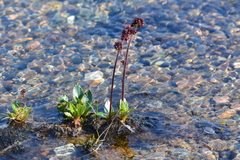 Micranthes hieraciifolia