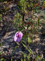 Clitoria fragrans