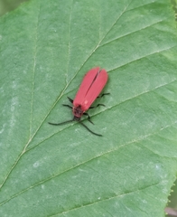 Dictyoptera