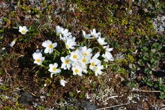 Claytonia acutifolia