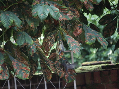 Cameraria ohridella