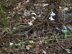 Lobelia appendiculata