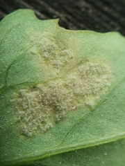 Peronospora variabilis