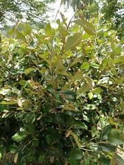 Quadrella odoratissima