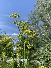 Levisticum officinale