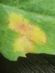 Peronospora variabilis