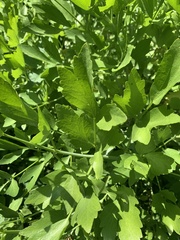 Levisticum officinale