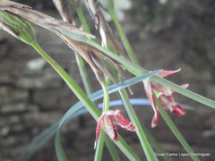 Maxillaria tenuifolia