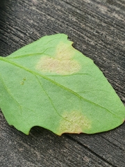 Peronospora variabilis