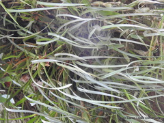 Maxillaria tenuifolia