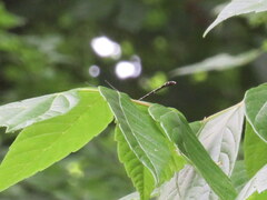 Stylogomphus sigmastylus