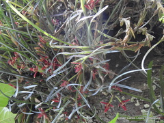 Maxillaria tenuifolia