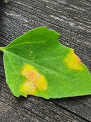 Peronospora variabilis