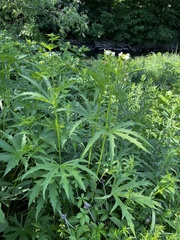 Napaea dioica