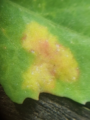 Peronospora variabilis