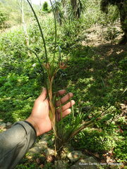 Maxillaria tenuifolia