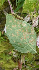 Coleosporium campanulae