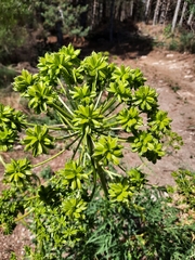 Molopospermum peloponnesiacum