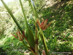 Maxillaria tenuifolia