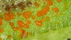 Coleosporium campanulae